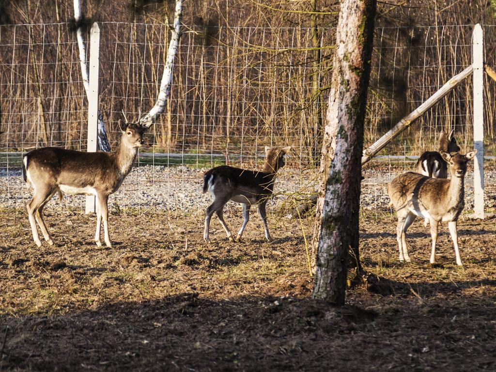 Agroturystyka Olszynka Skopanie Buitenkant foto